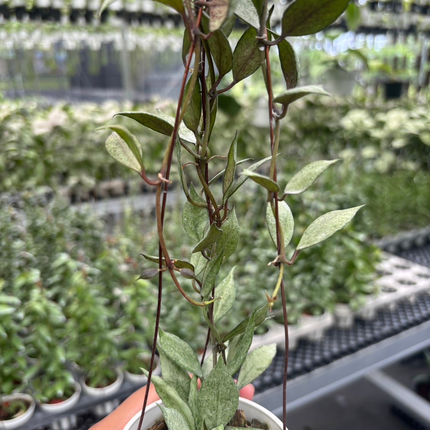 Hoya Lacunosa Black Pearl