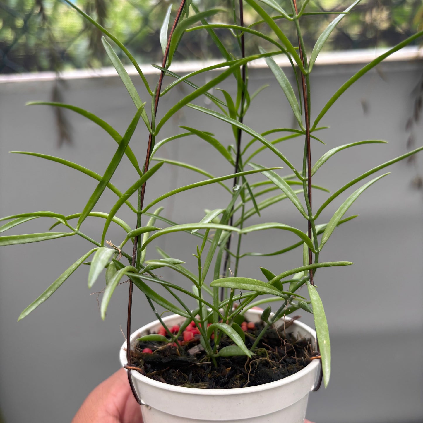 Dischidia SP Papua "VN-733"