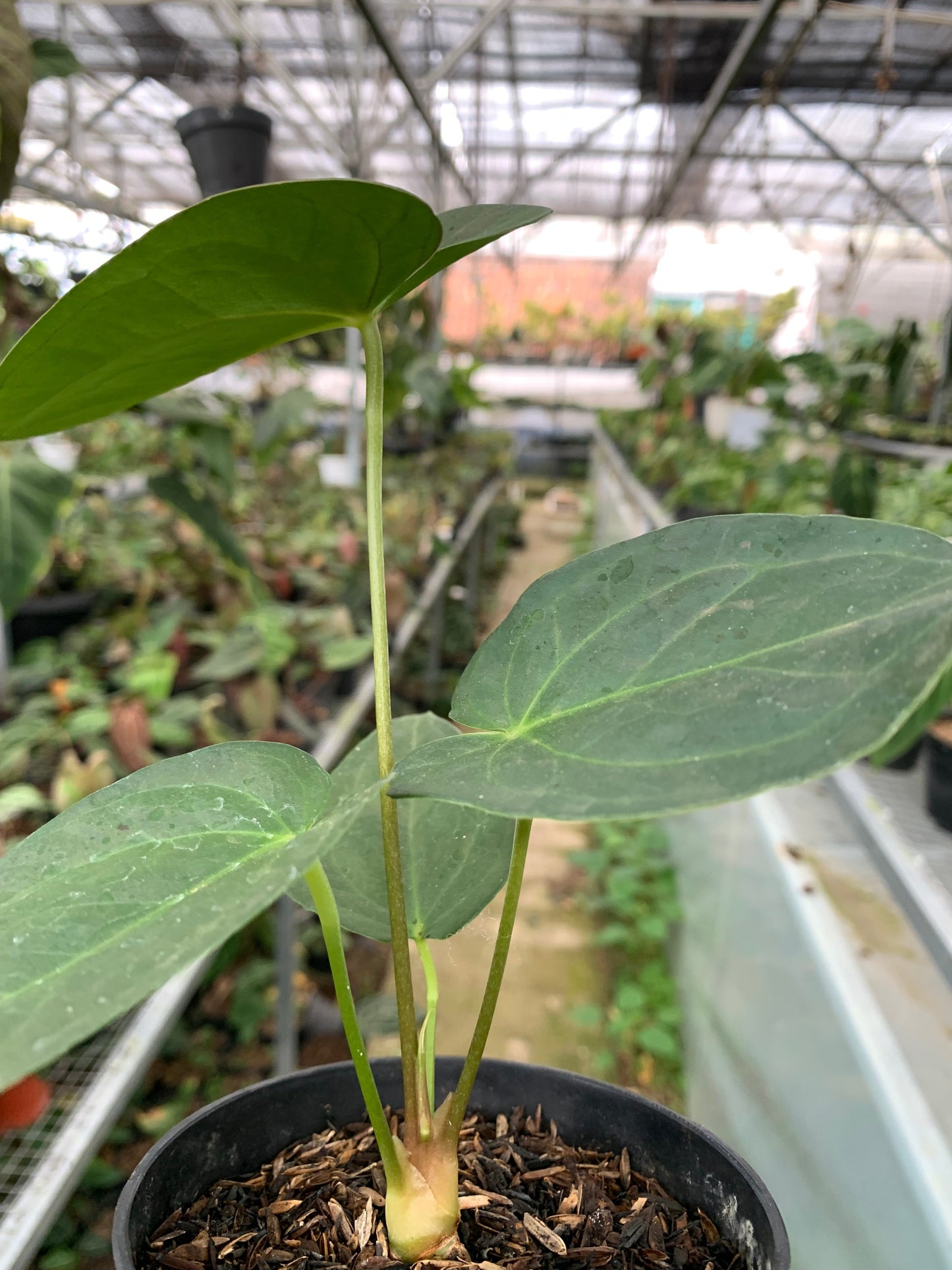 Anthurium Marmoratum x Papillilaminum — photo 5