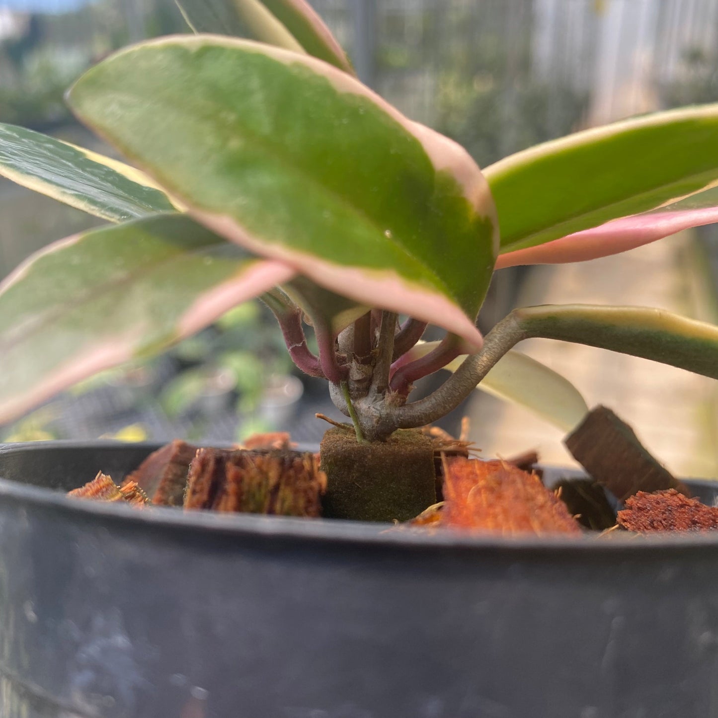 Hoya Carnosa Flamingo Dreams