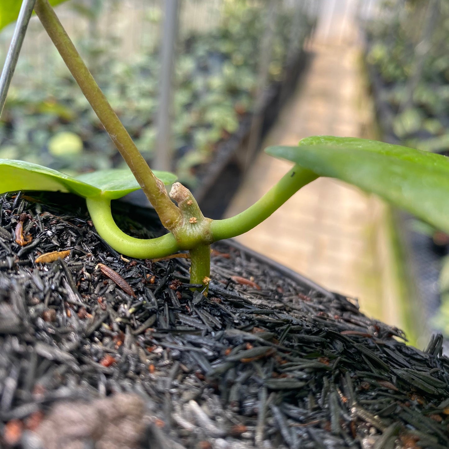 Hoya Macgillivrayi