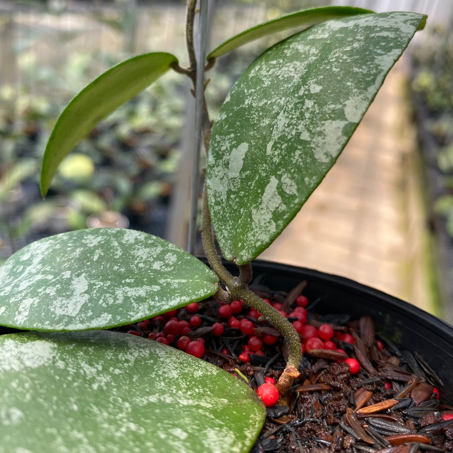 Hoya Flagellata