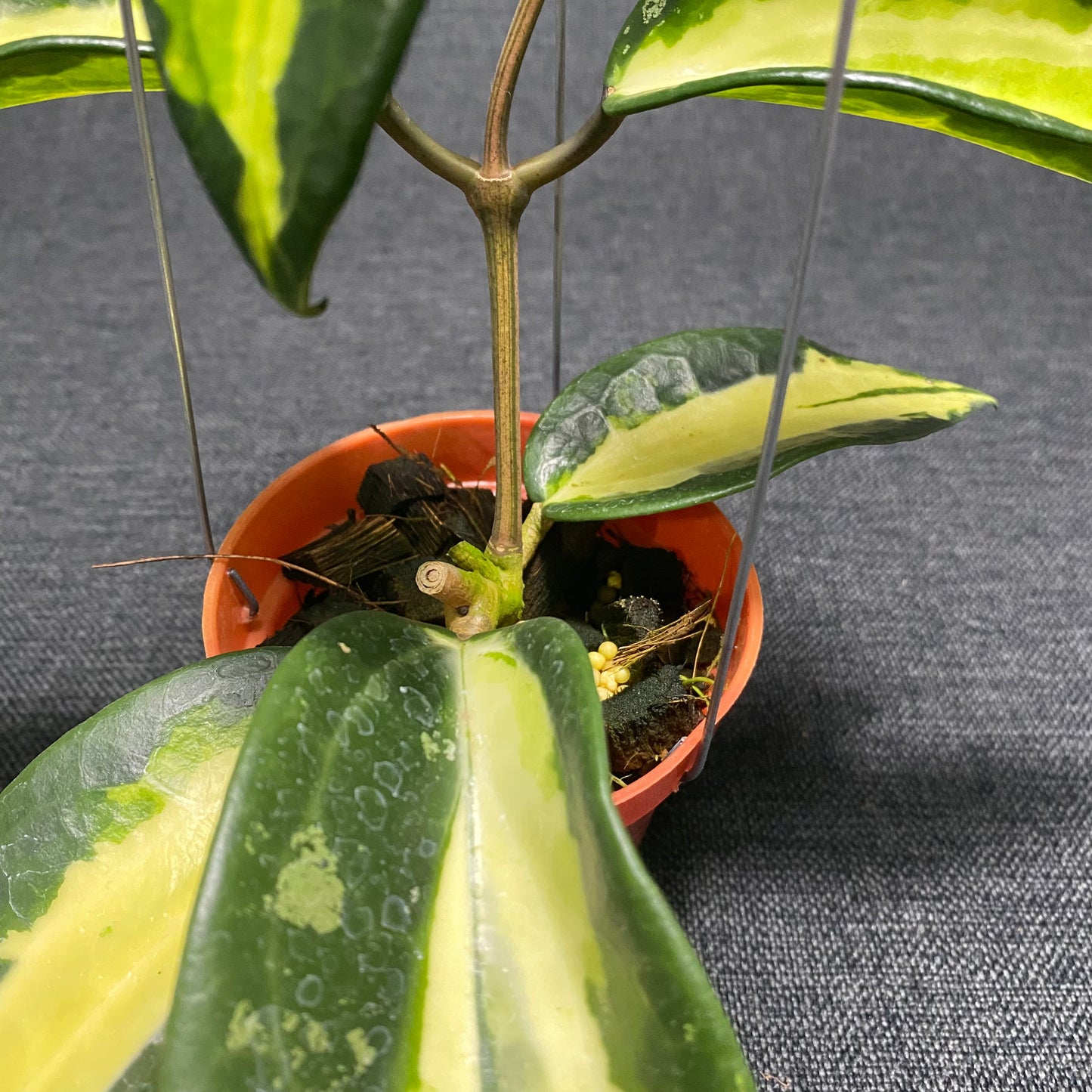 Hoya Latifolia Inner Var West Java