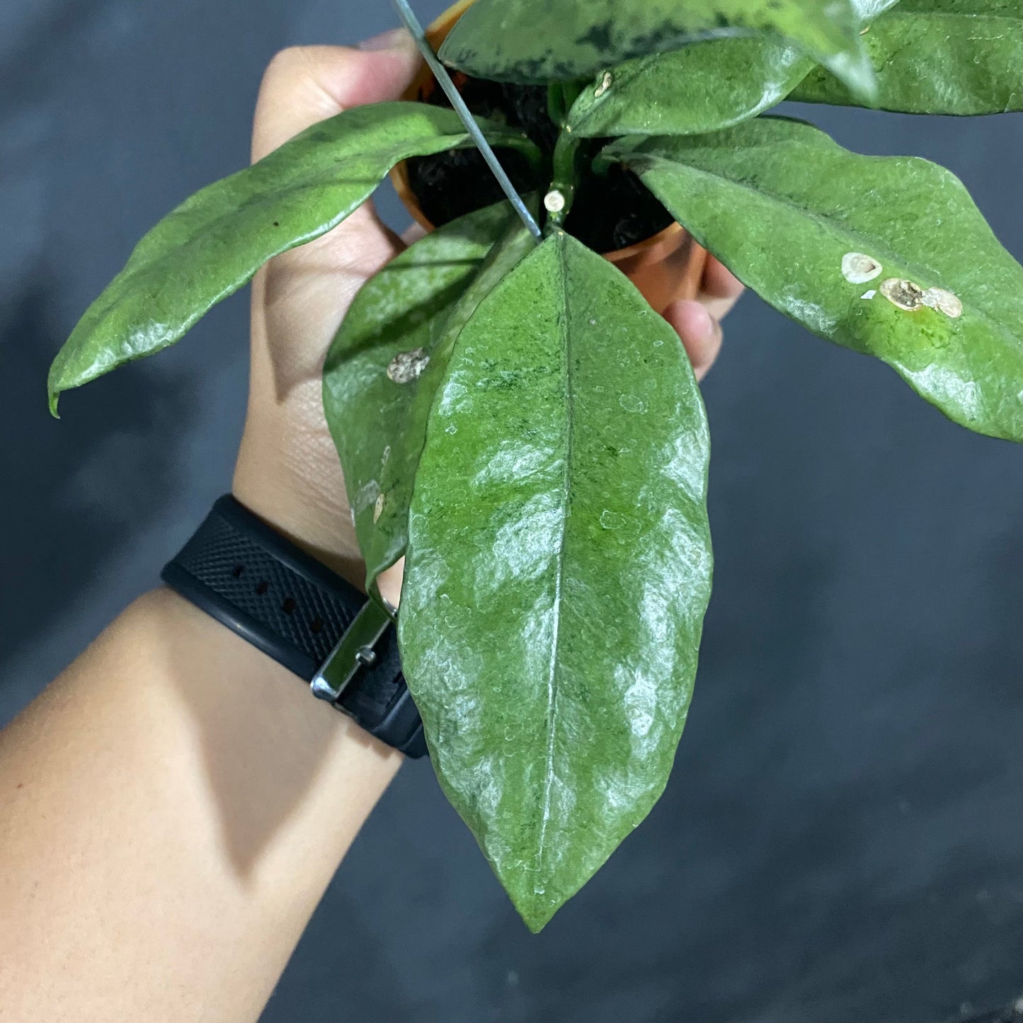 Hoya Grifithii Silver