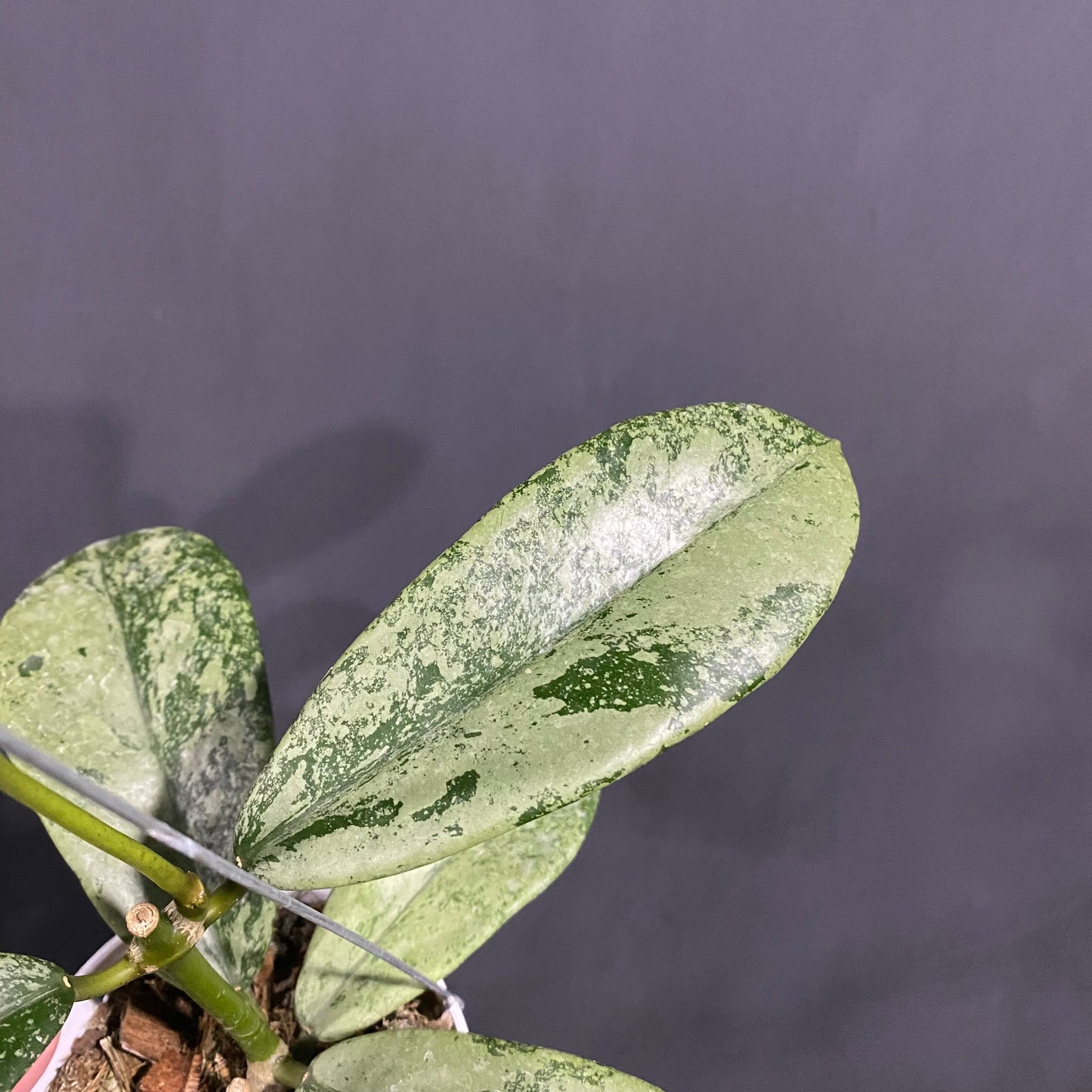Hoya Diversifolia Silver