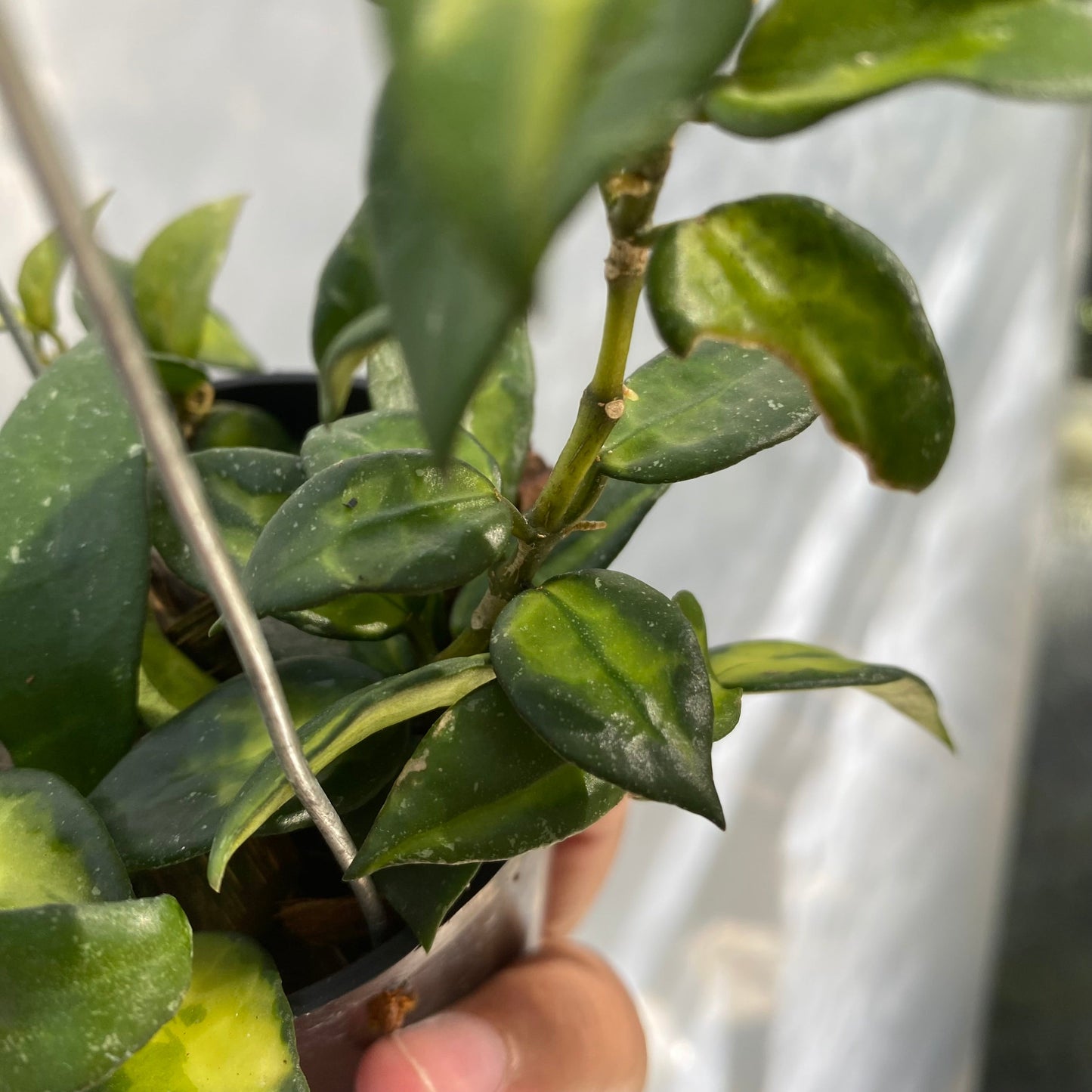 Hoya Lacunosa Agni