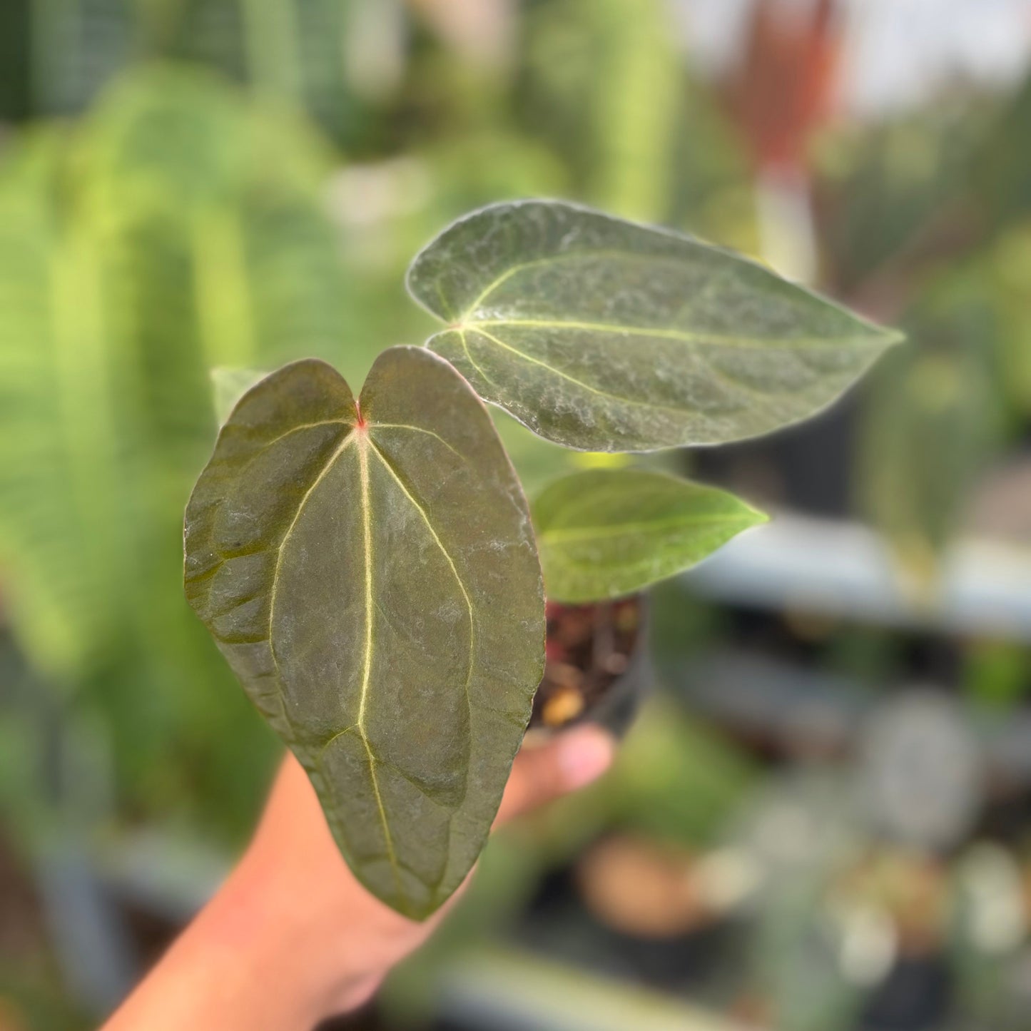 Anthurium FortSherman x Red Crystallinum