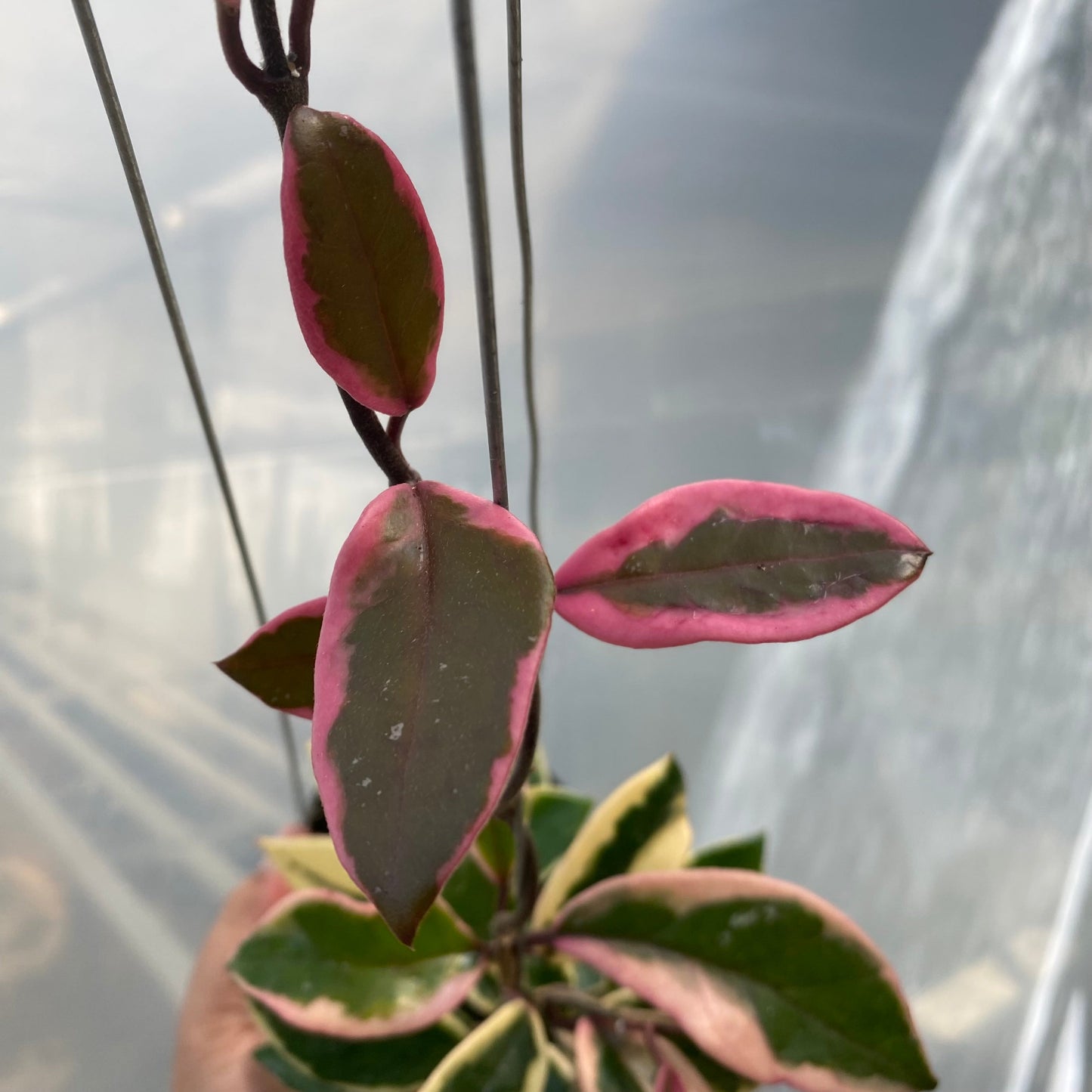 Hoya Carnosa Purple Pride
