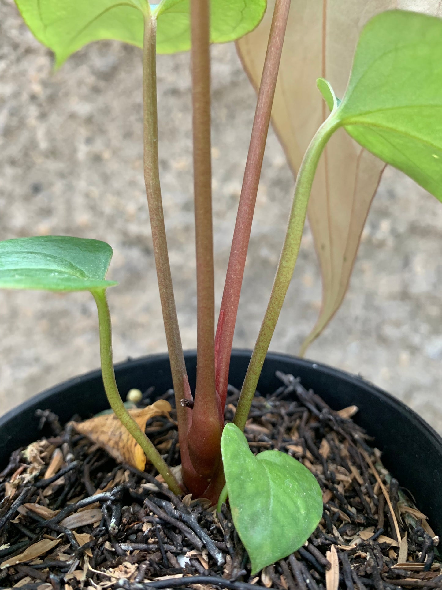 Anthurium (DHS x RVC) x RVDP Variegated