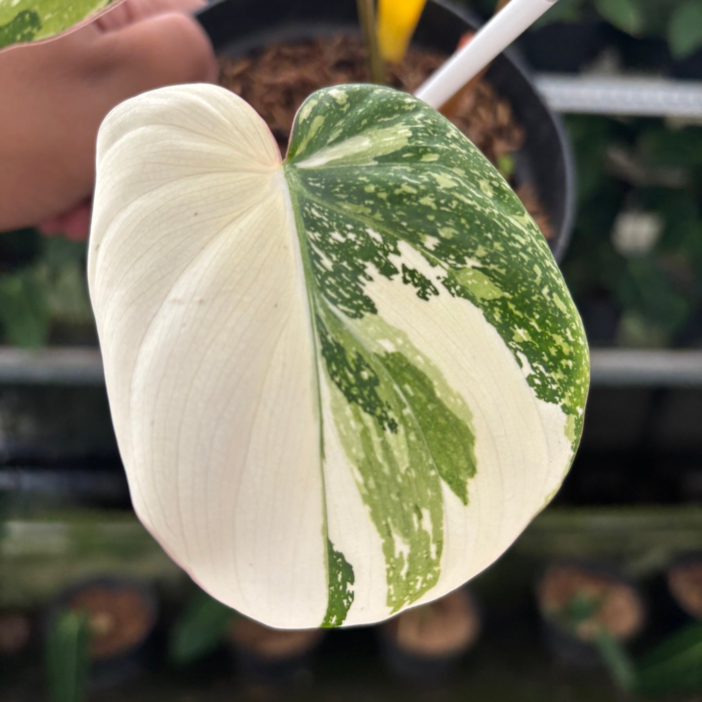 Philodendron Gloriosum Tricolor