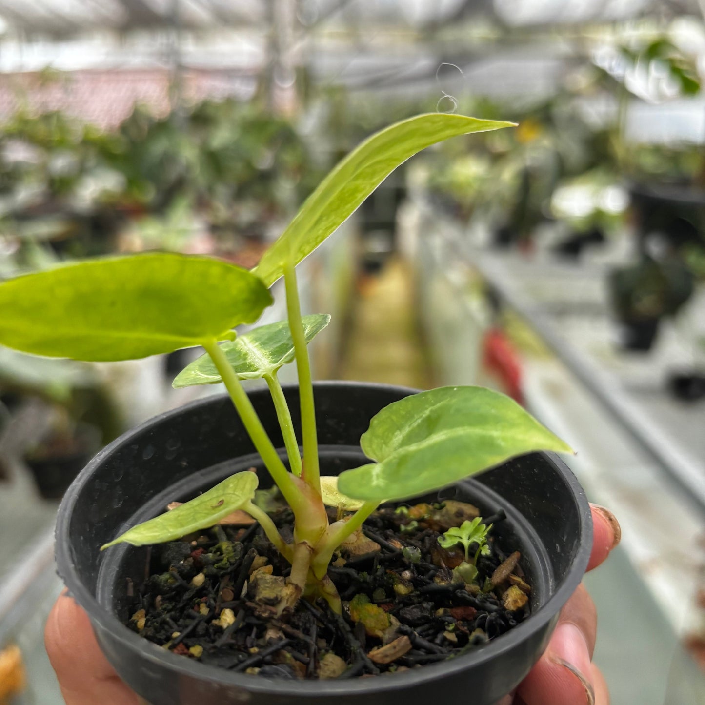 Anthurium Silver Blush White