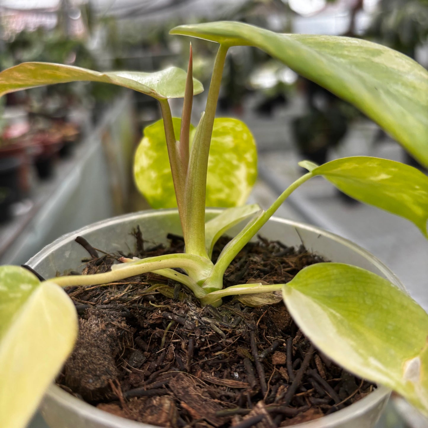 Philodendron Holto x Mayoi x Florida Beauty — photo 5