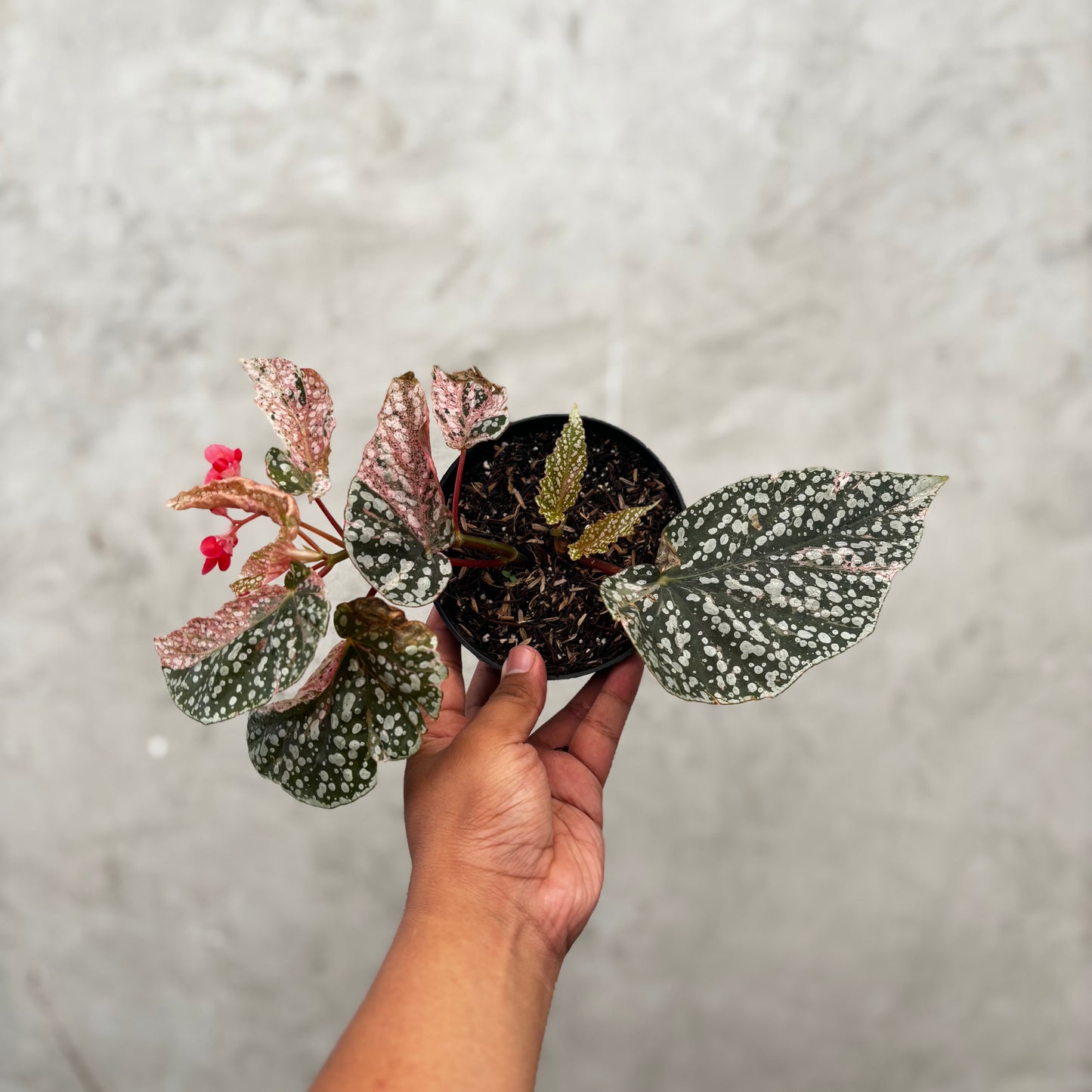 Begonia Snow Capped Variegated