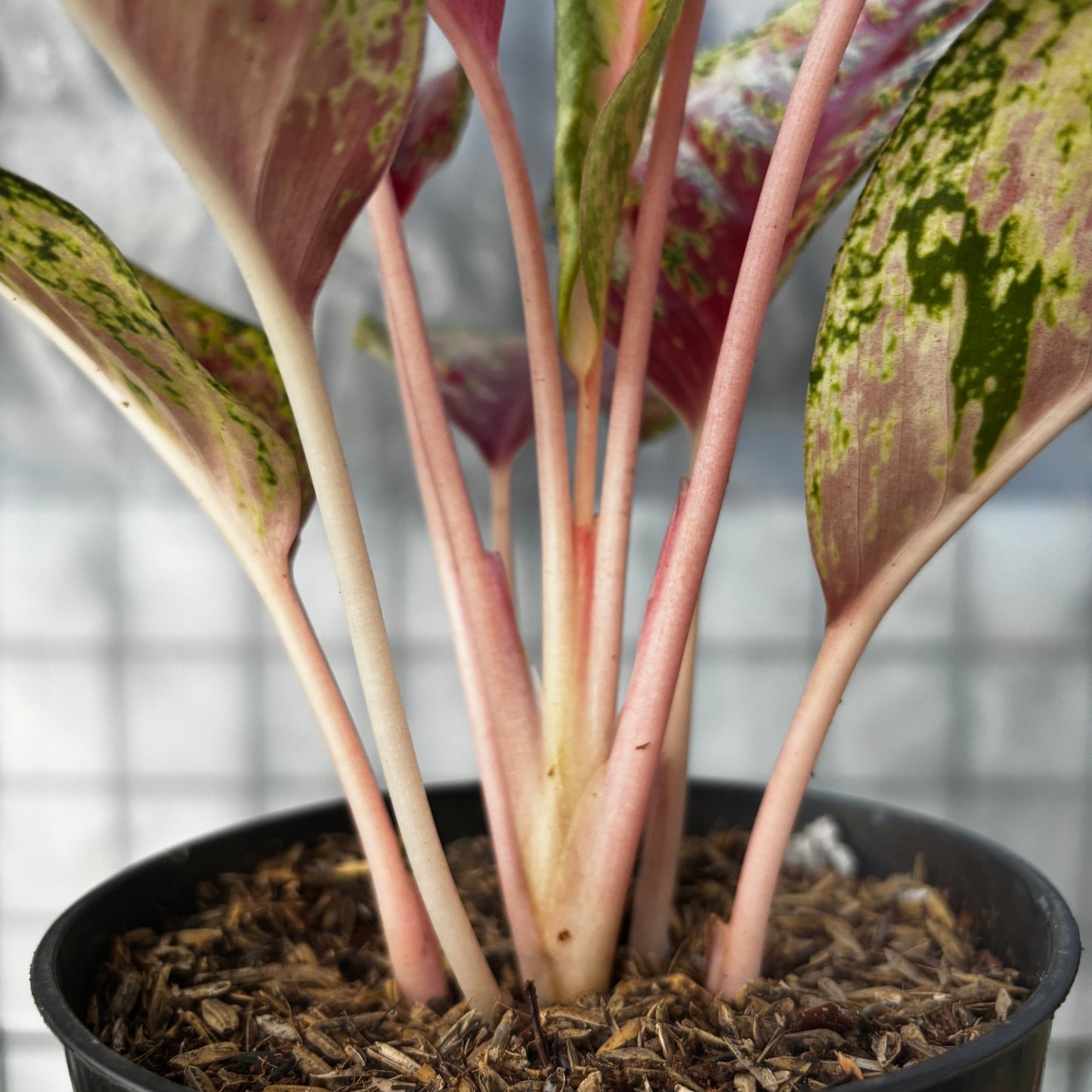 Aglaonema Sweet Dream