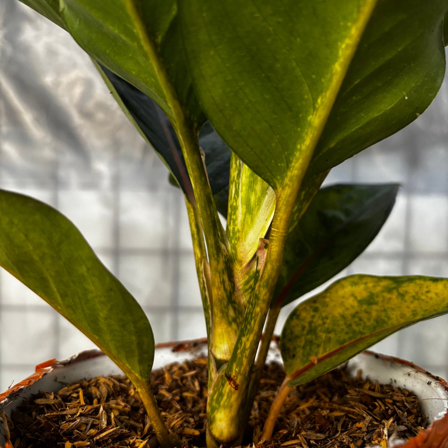Aglaonema Green Javana