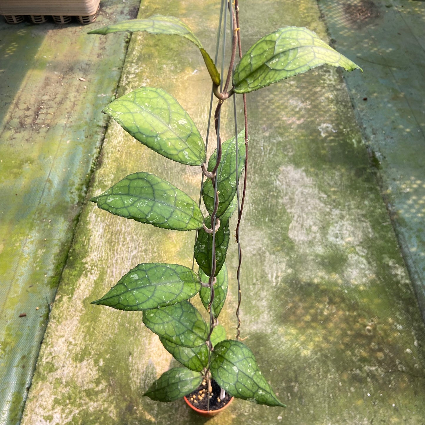 Hoya Clemensiorum MDF-001
