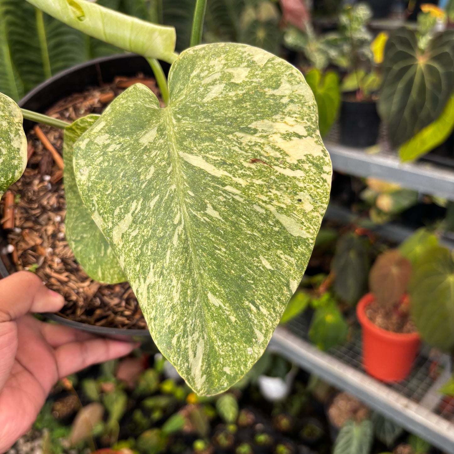 Monstera Legacy