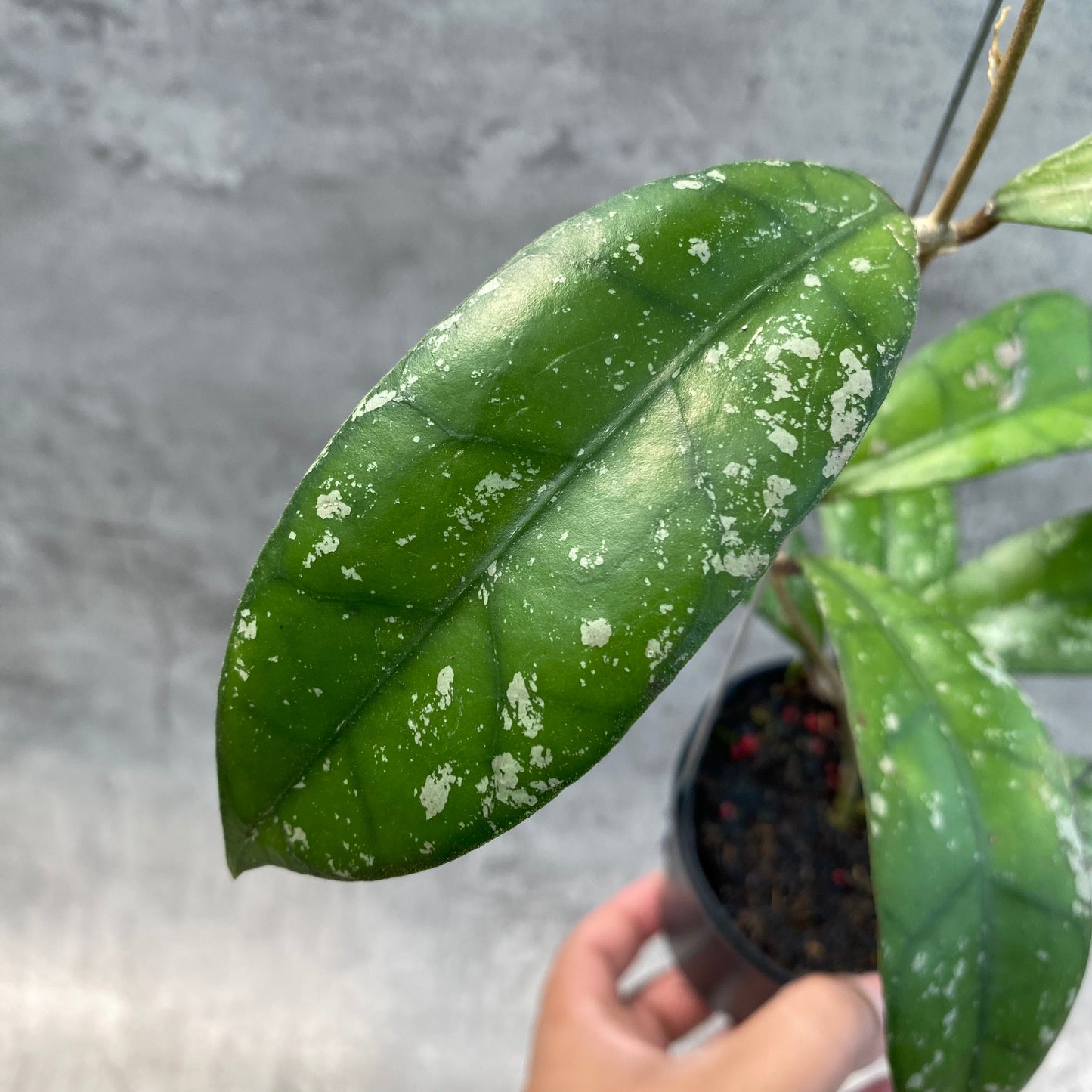 Hoya Clemensiorum Splash SP Borneo 2 — photo 4