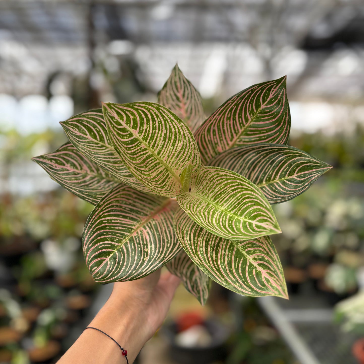 Aglaonema Golden Hope — photo 5
