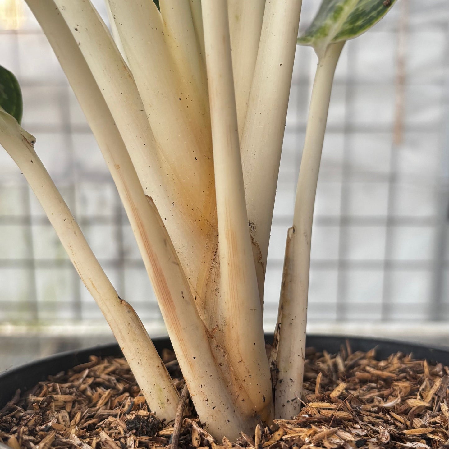 Aglaonema Green Arha Big