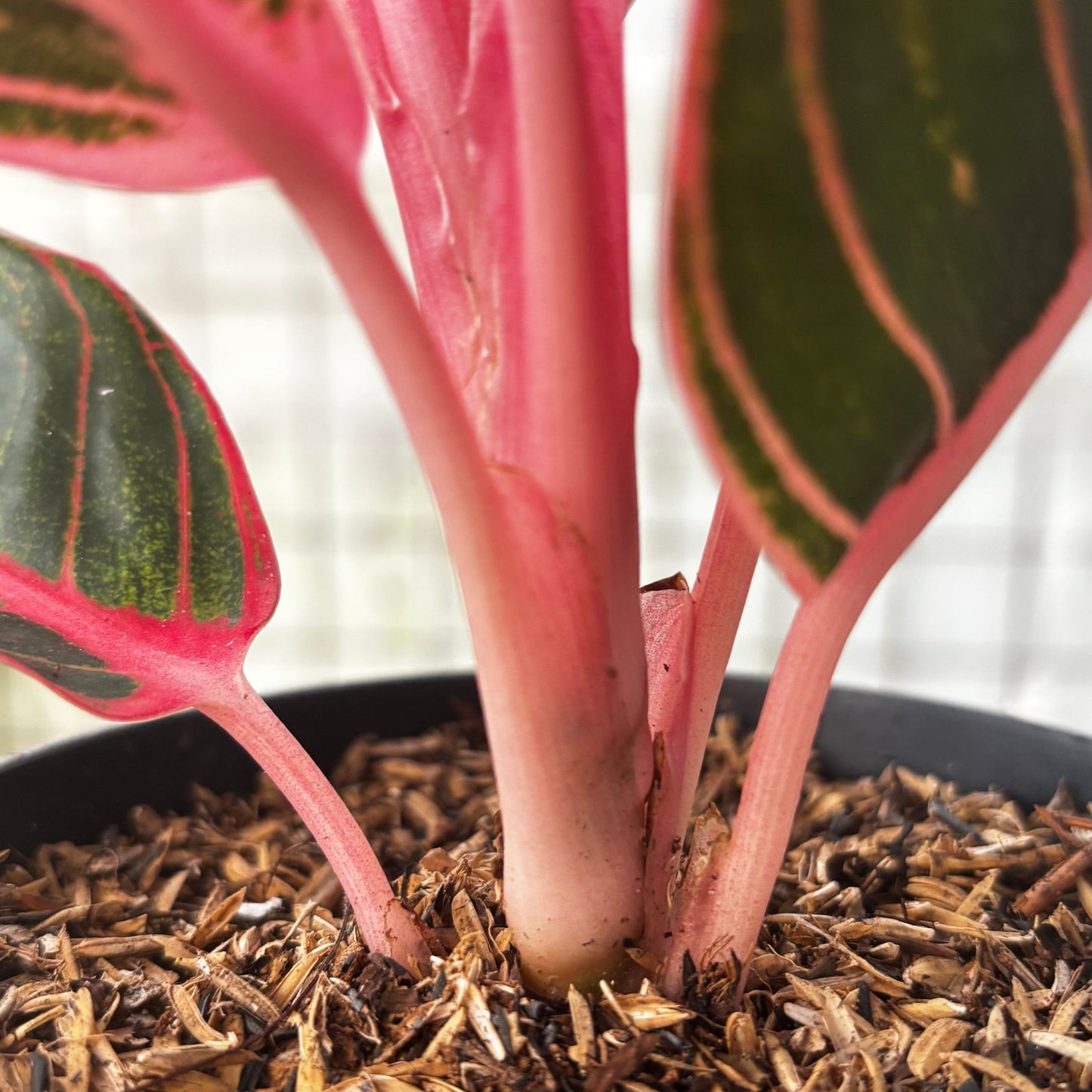 Aglaonema Khanza