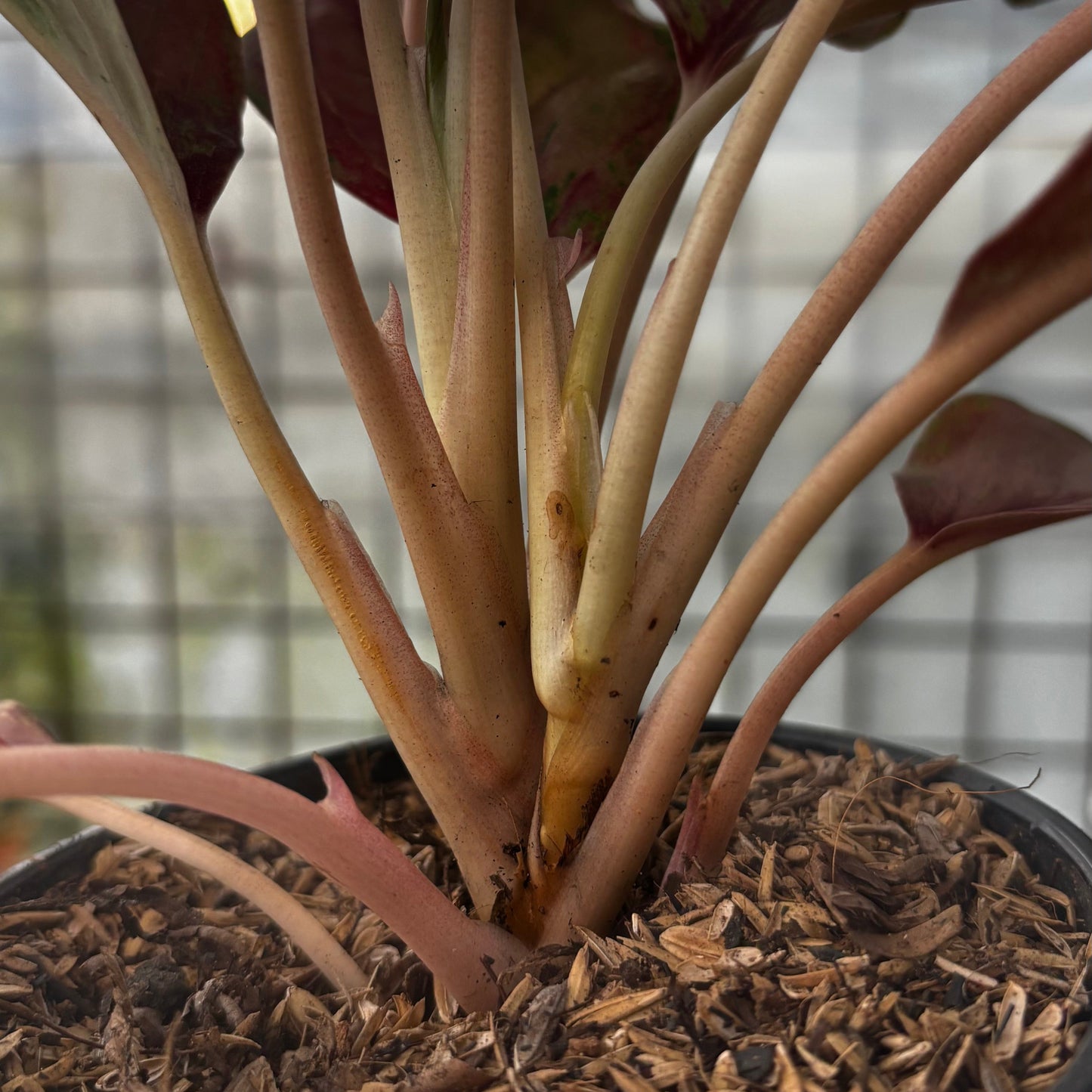Aglaonema Sweet Mary