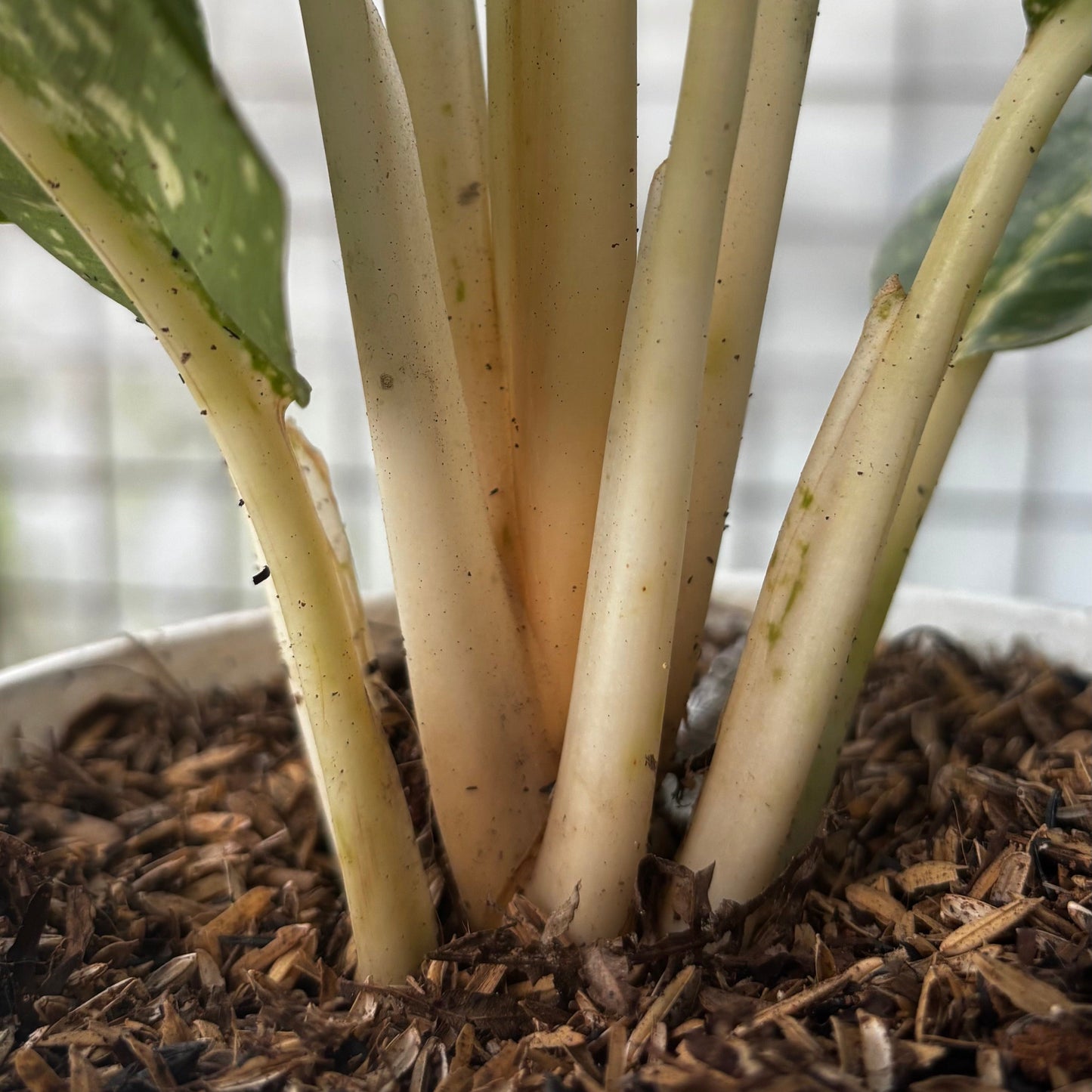 Aglaonema Black Milky Way