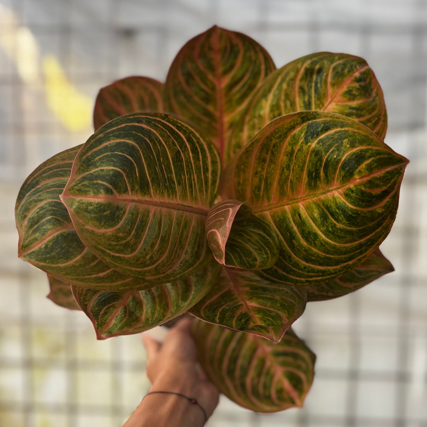 Aglaonema Rinjani