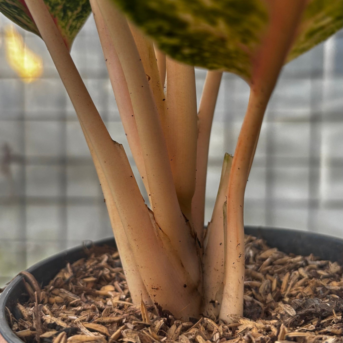 Aglaonema Dona Santi