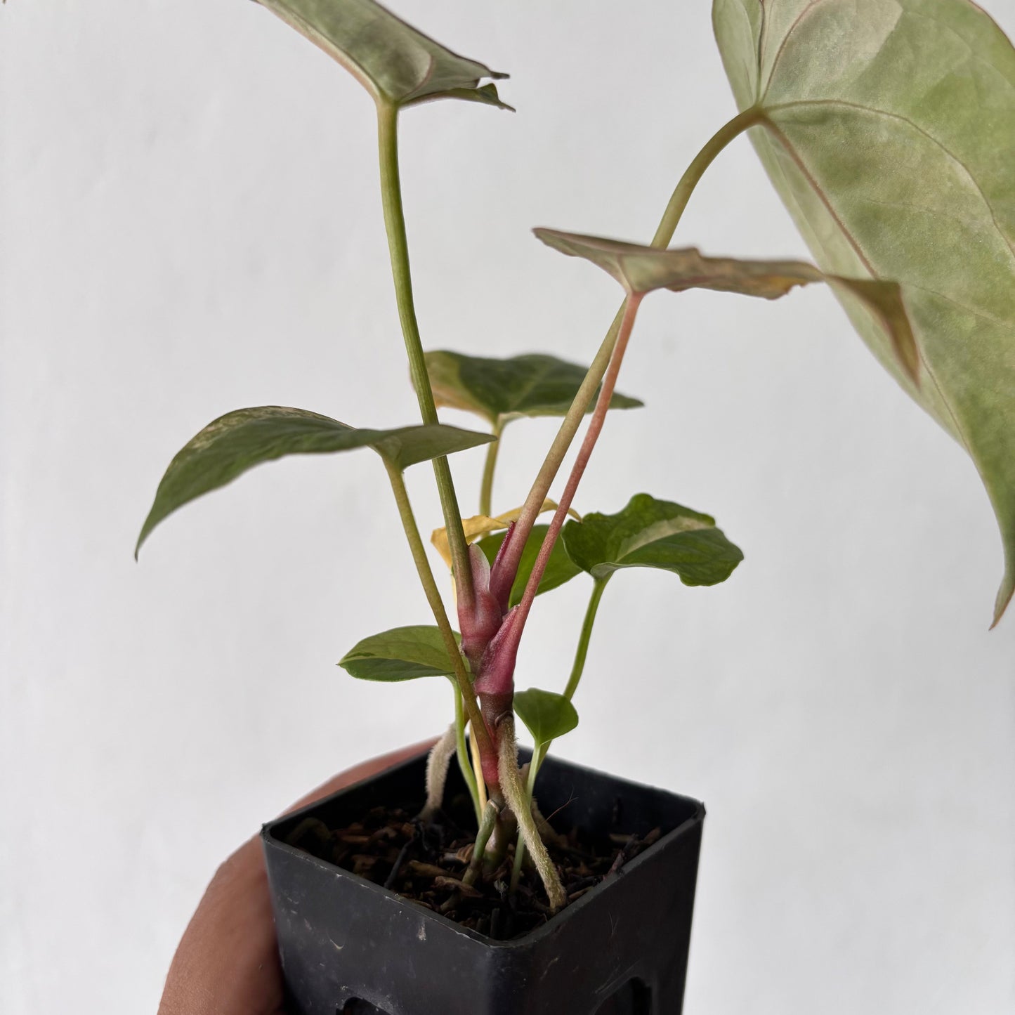 Anthurium Red Devil Variegated