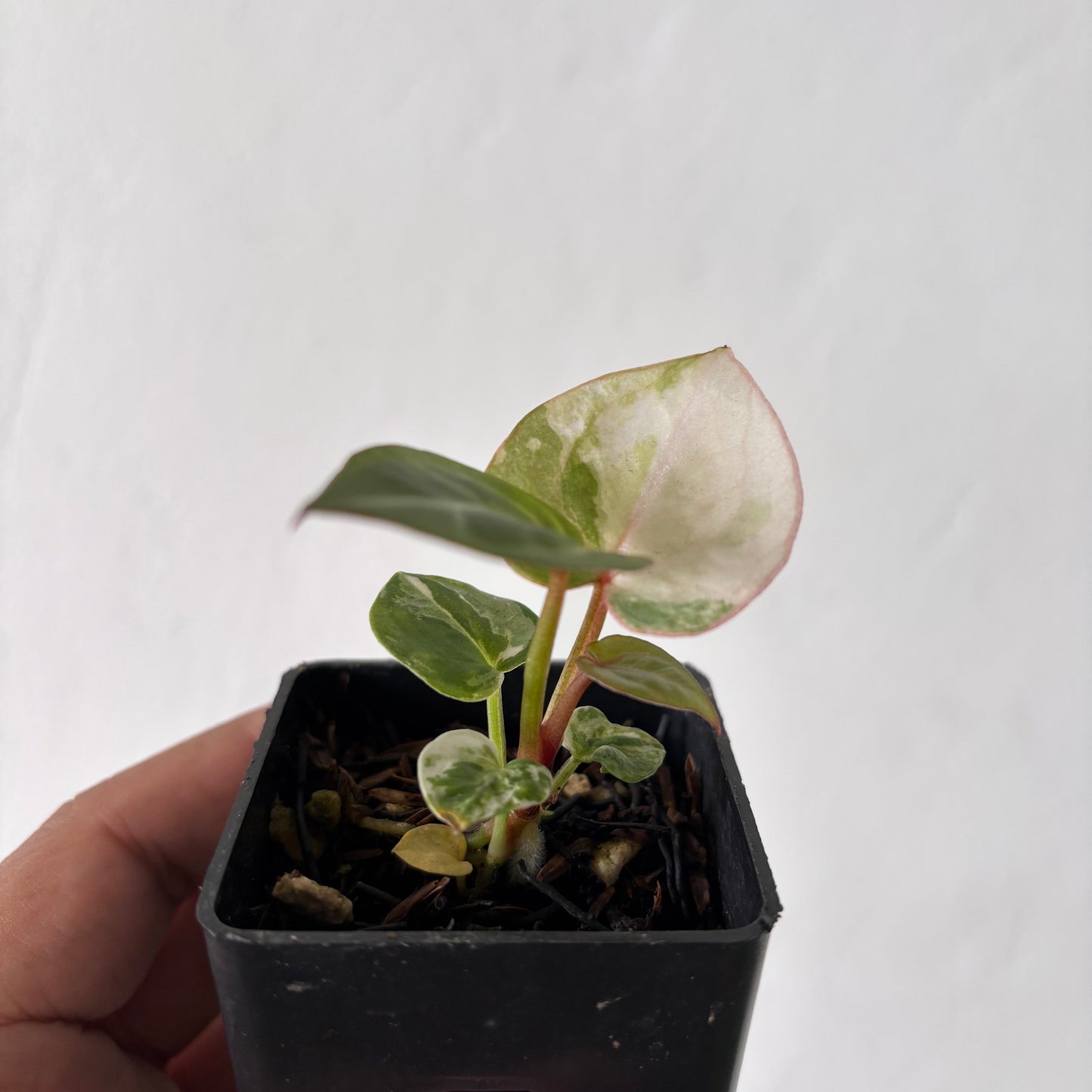 Anthurium Tortoise King Variegated