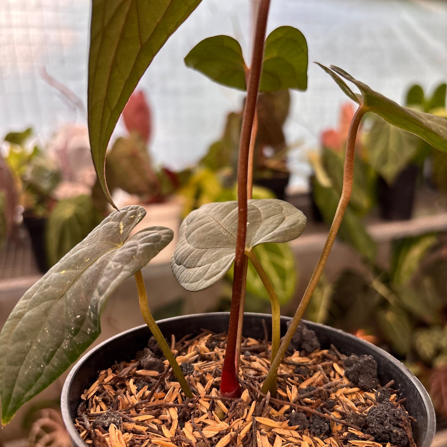 Anthurium RVDP x Black Muschele