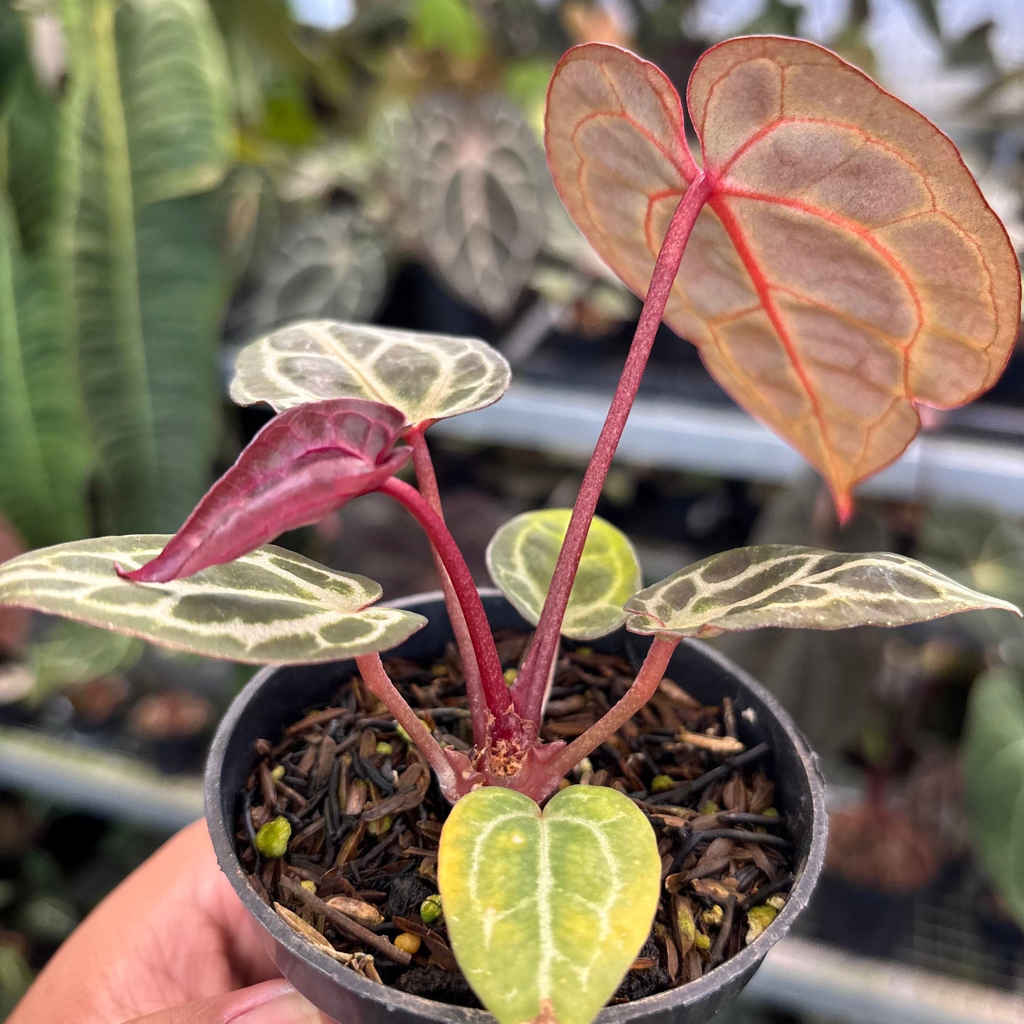 Anthurium Wonderboy