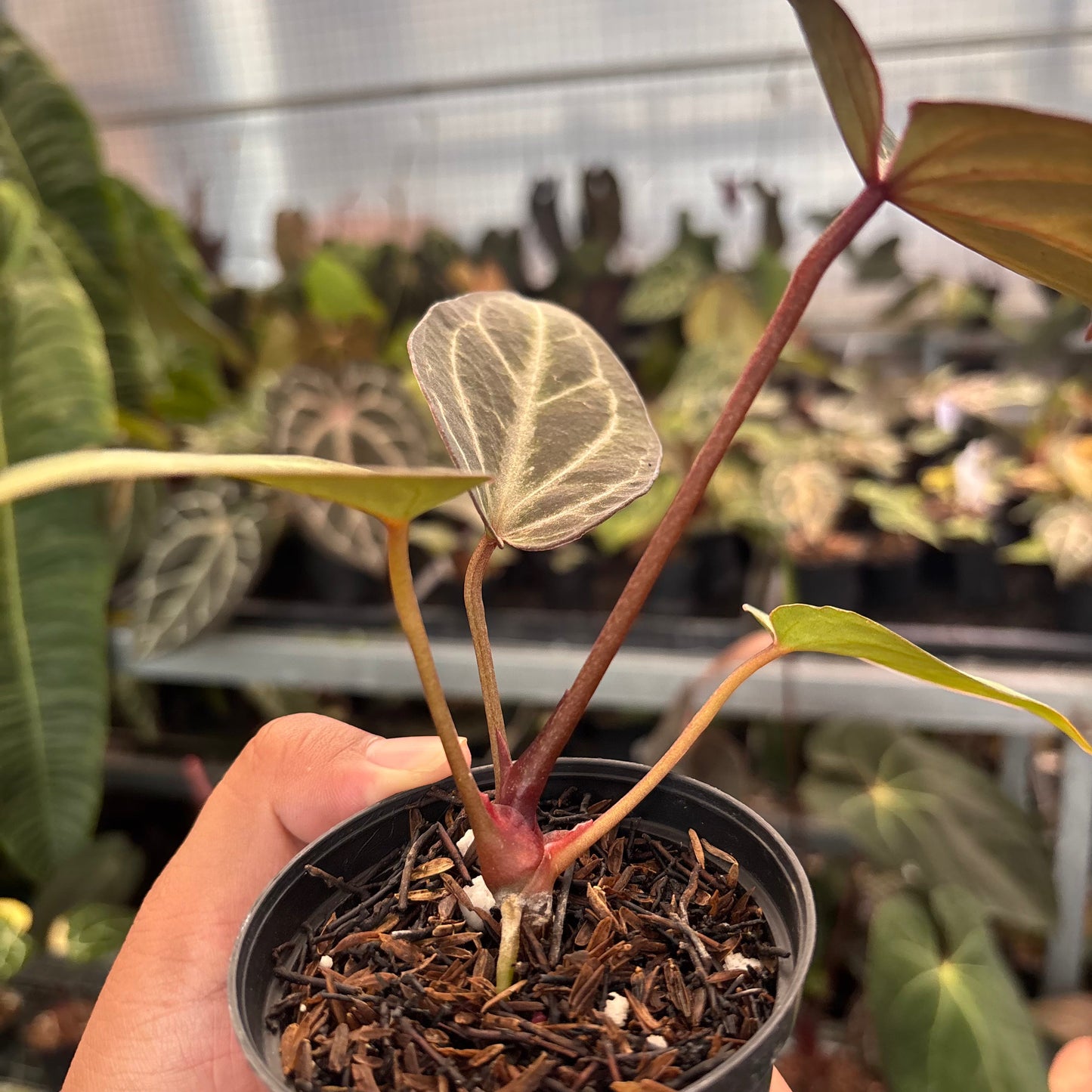 Anthurium (Pink Lemonade x BWM) x Regar Silver — photo 4