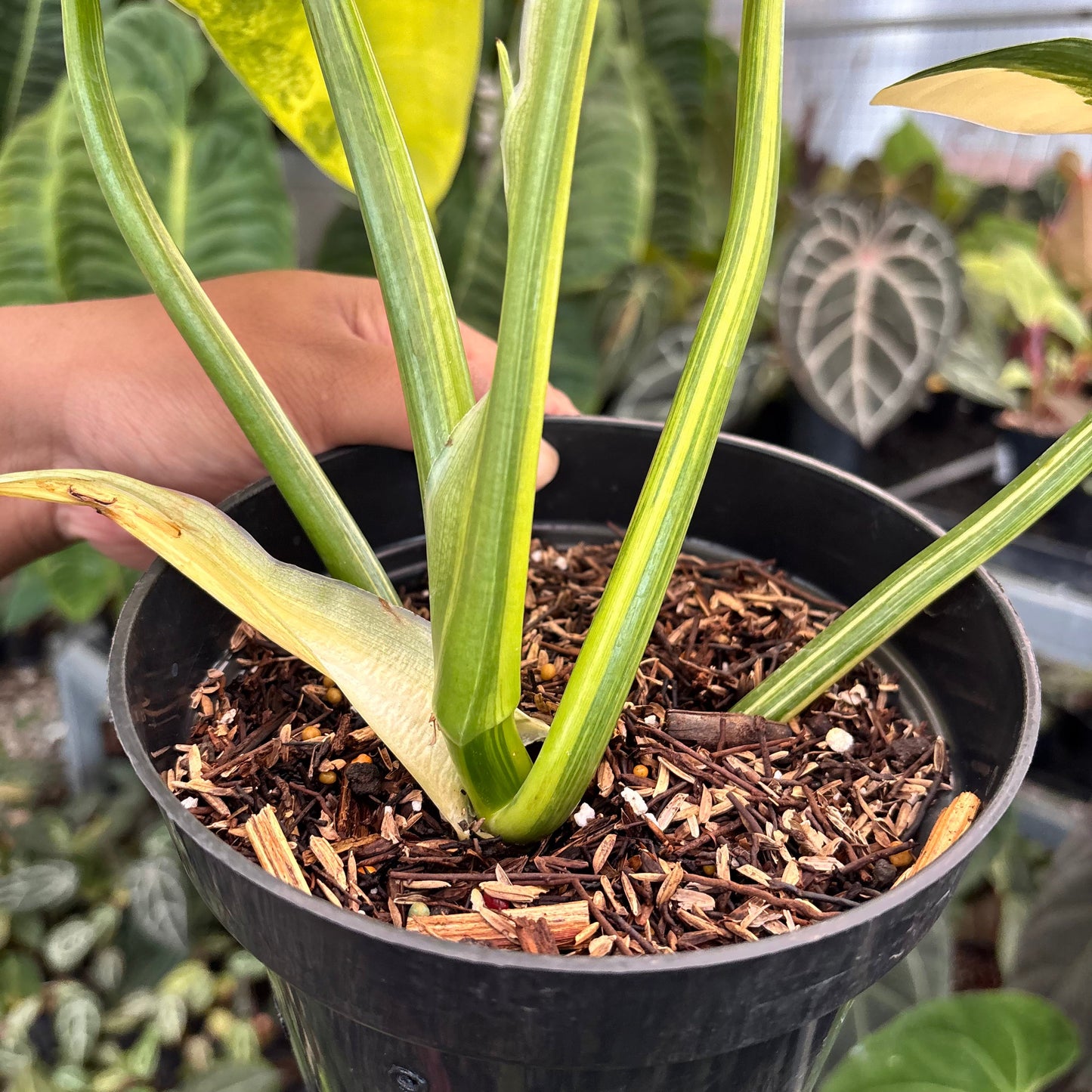 Philodendron Hastatum Silver Sword Variegated Mature Size