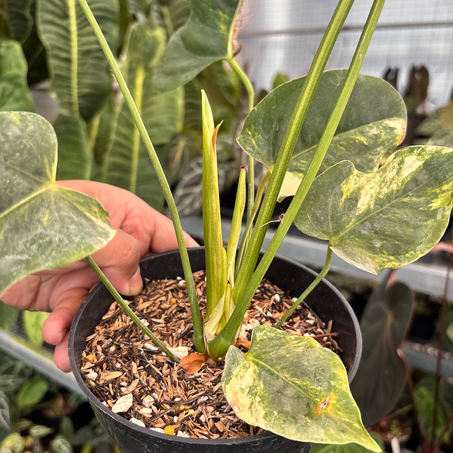 Anthurium Veitchii Variegated Big