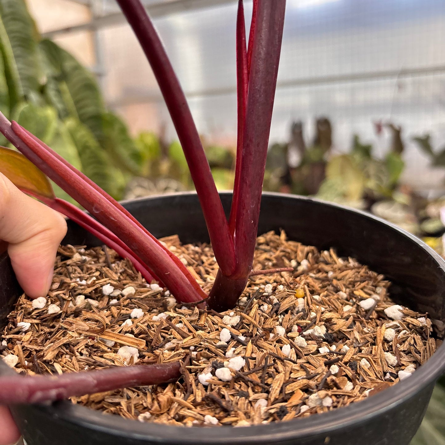 Philodendron Dark Lord Variegated