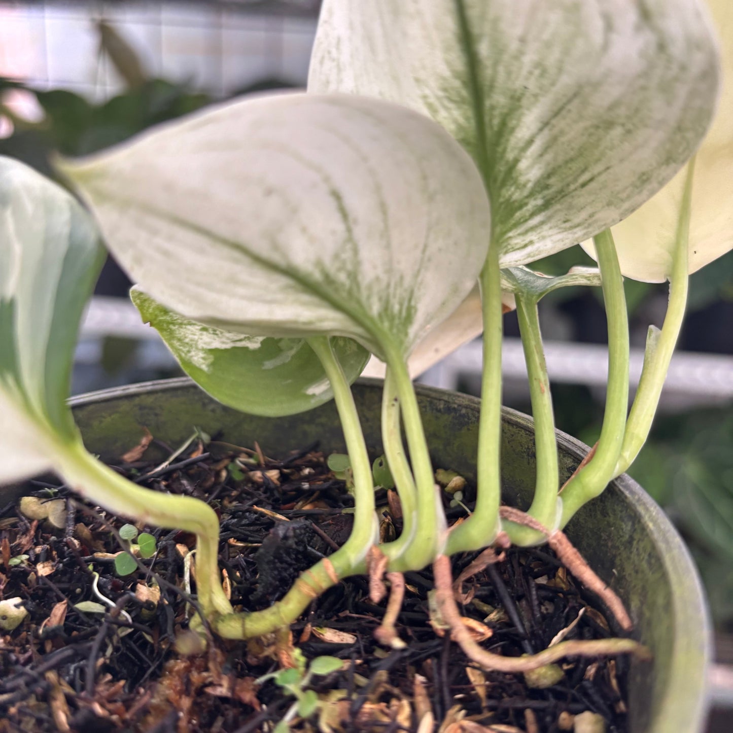 Scindapsus Moonlight White Mint