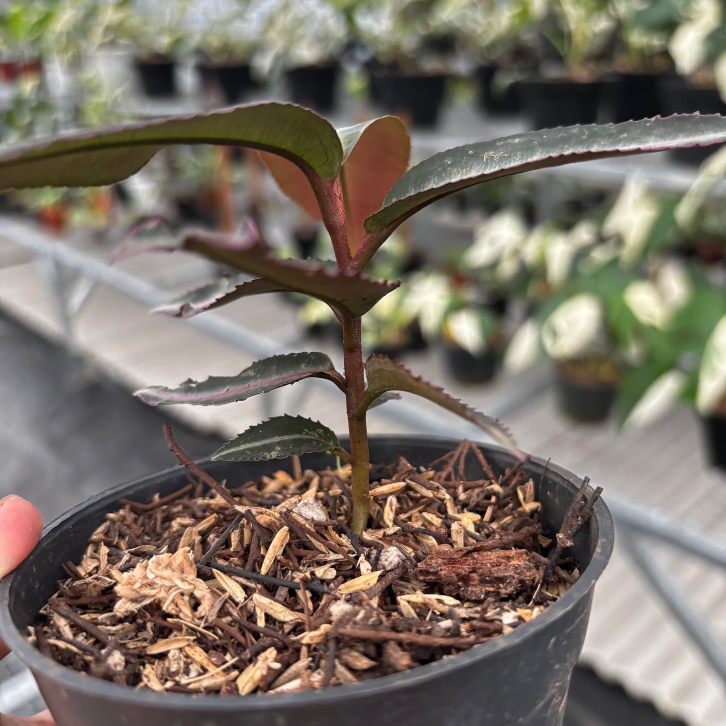Labisia Pumila “Silver Pink"