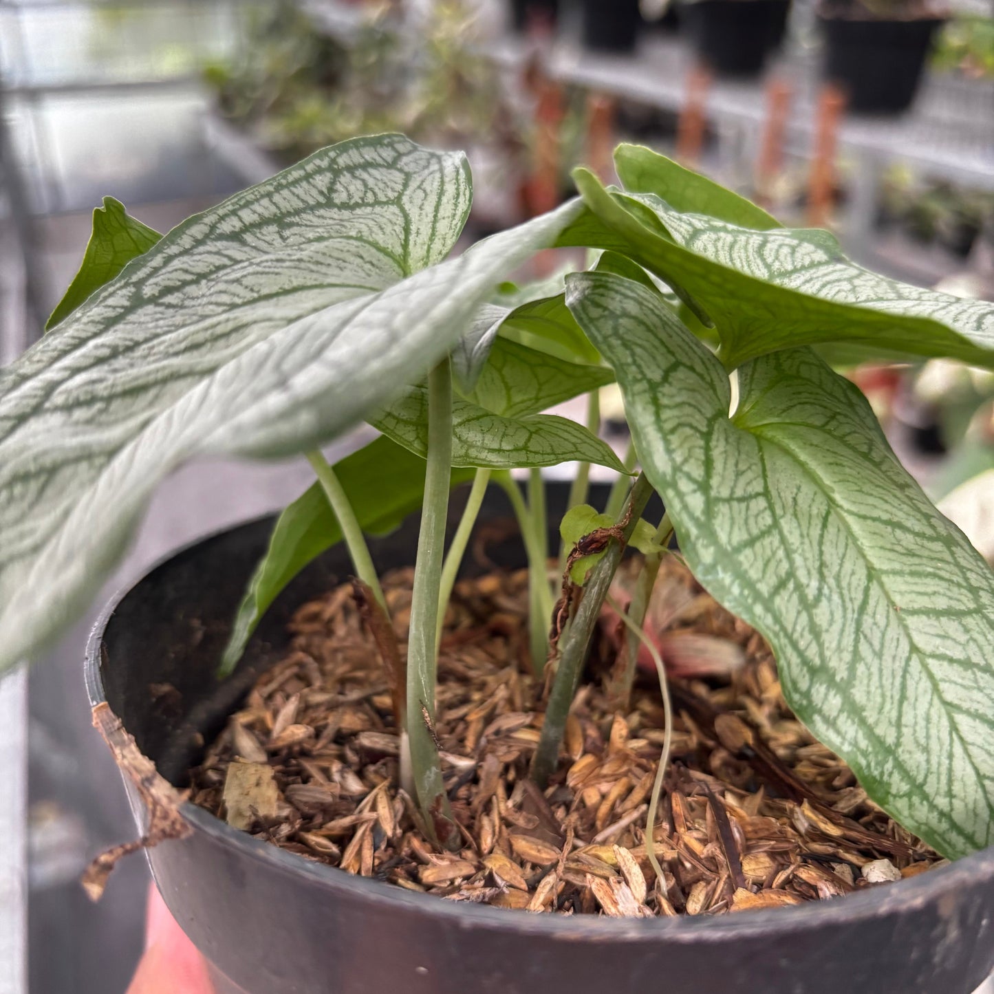 Appendiculata Hapeline Silver
