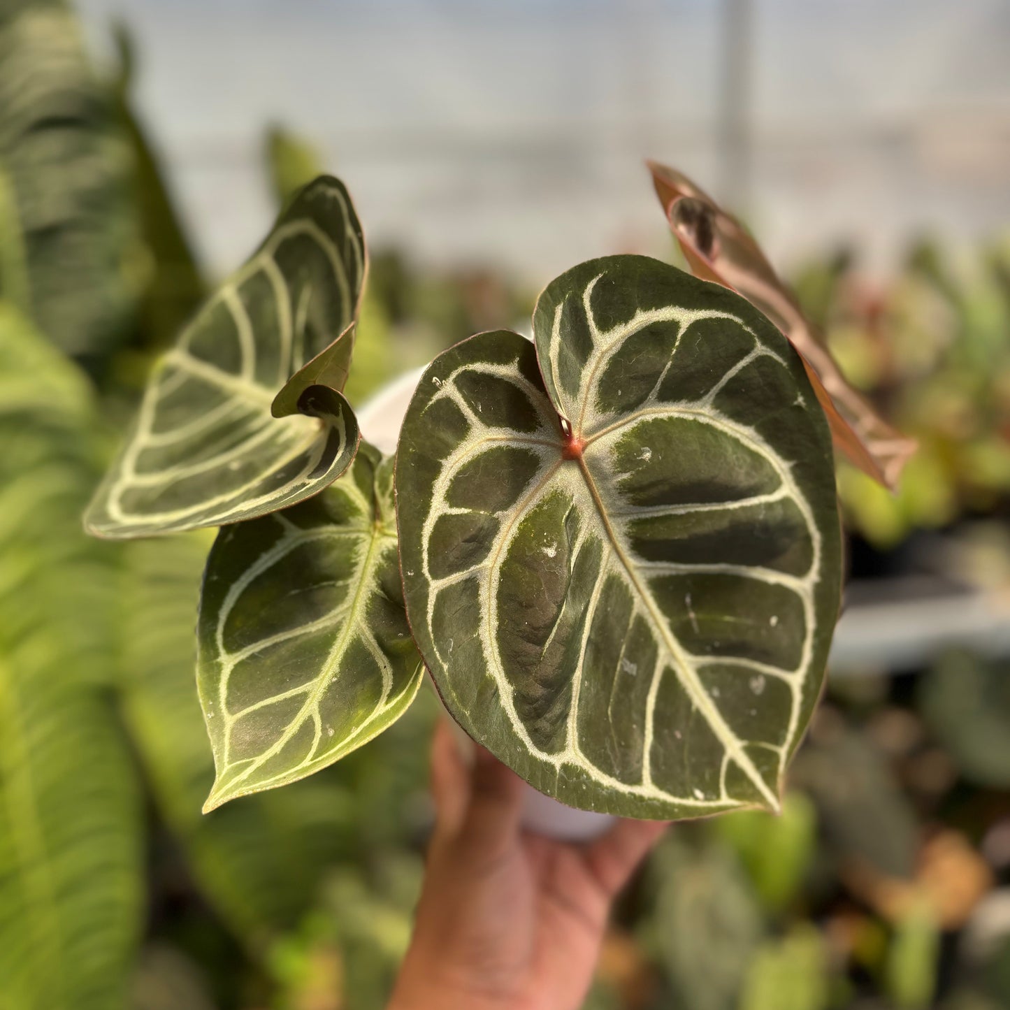 Anthurium Red Tiger