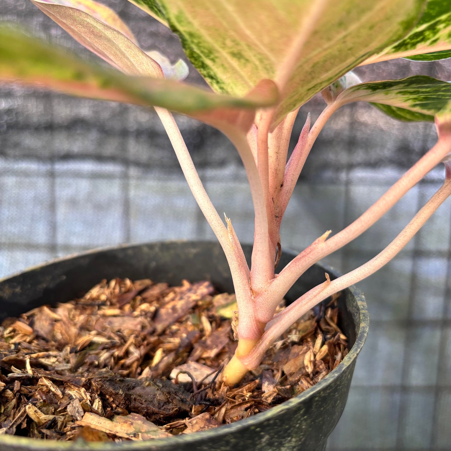 Aglaonema Light Of Diamond — photo 5
