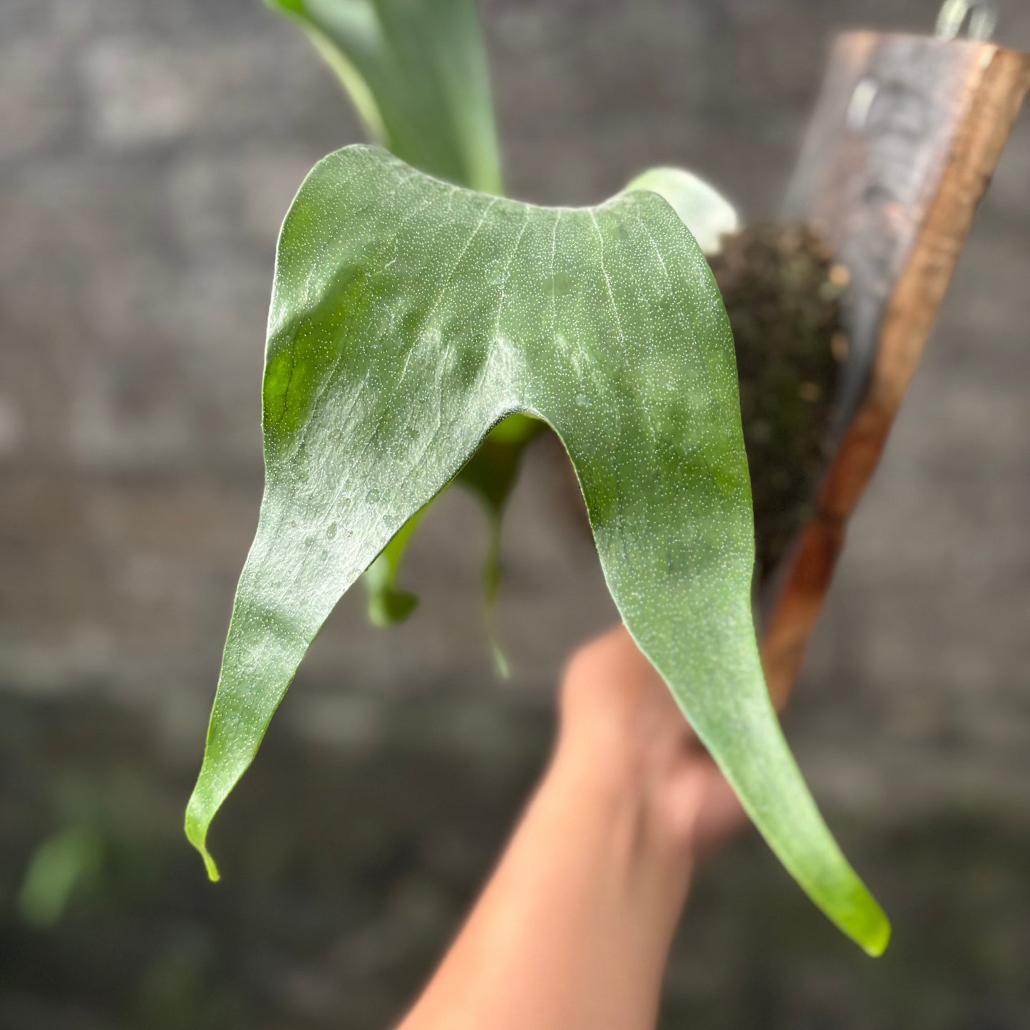 Platycireum Hilli