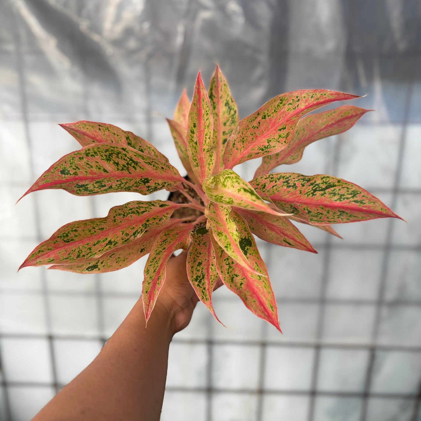 Aglaonema Prosperity