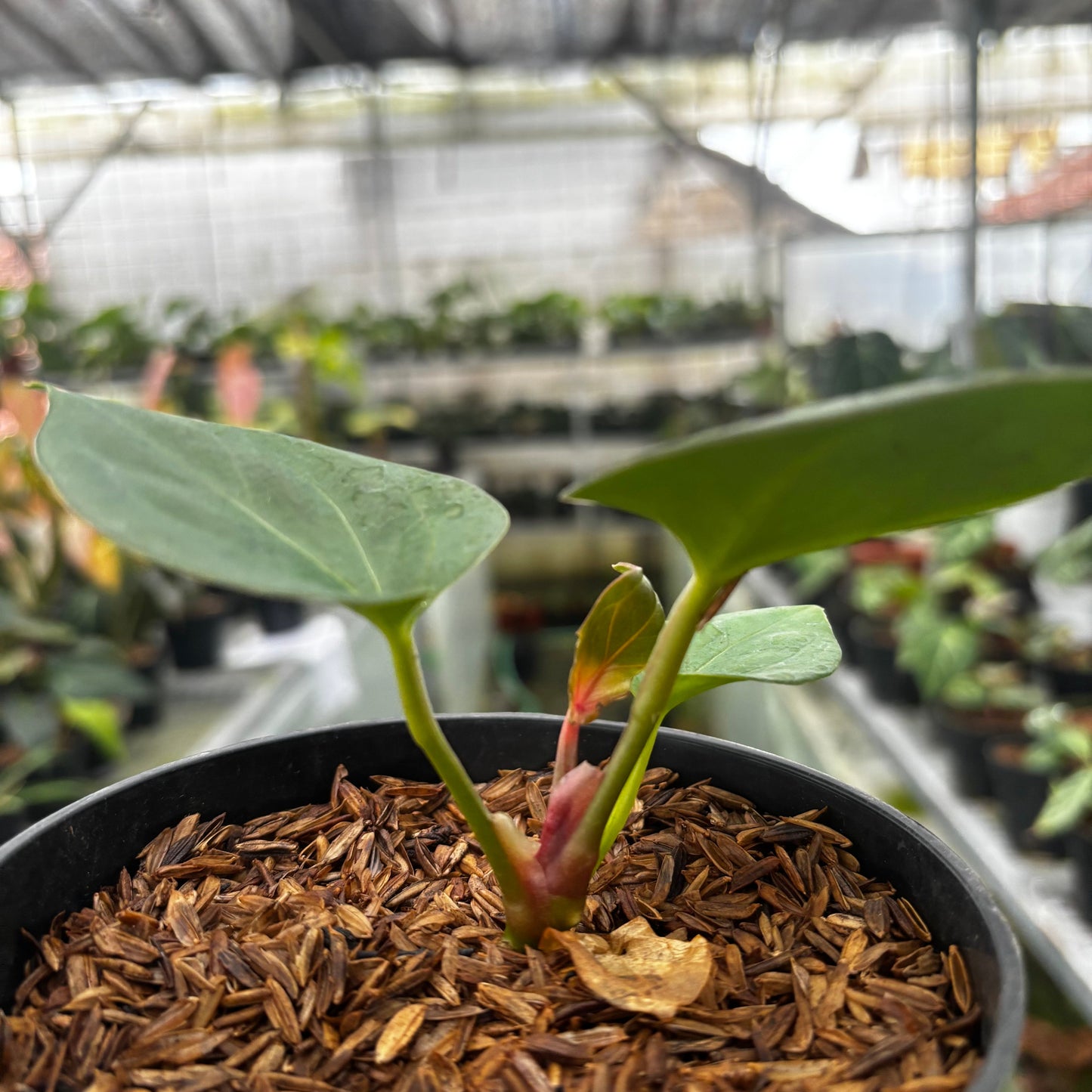 Anthurium King of Spades Small Size