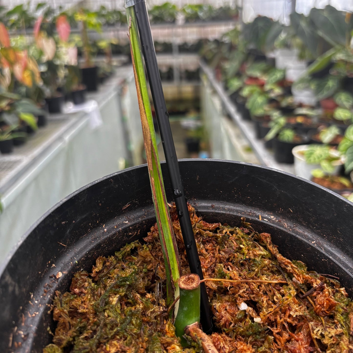Monstera Marmorata Variegated Cutting - 1 Leaf — photo 3
