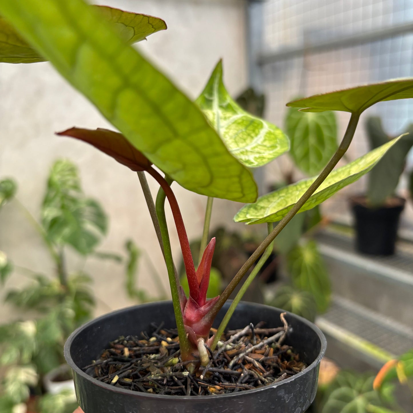 Anthurium Papilillaminum Variegated x Bvit Zara Michelle