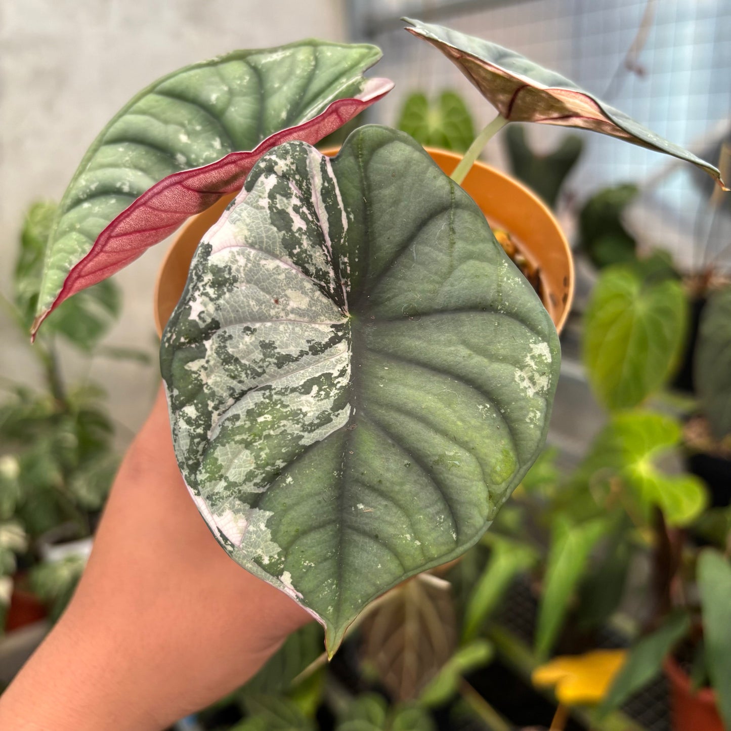 Alocasia Nebula Pink (Not for sale) — photo 6