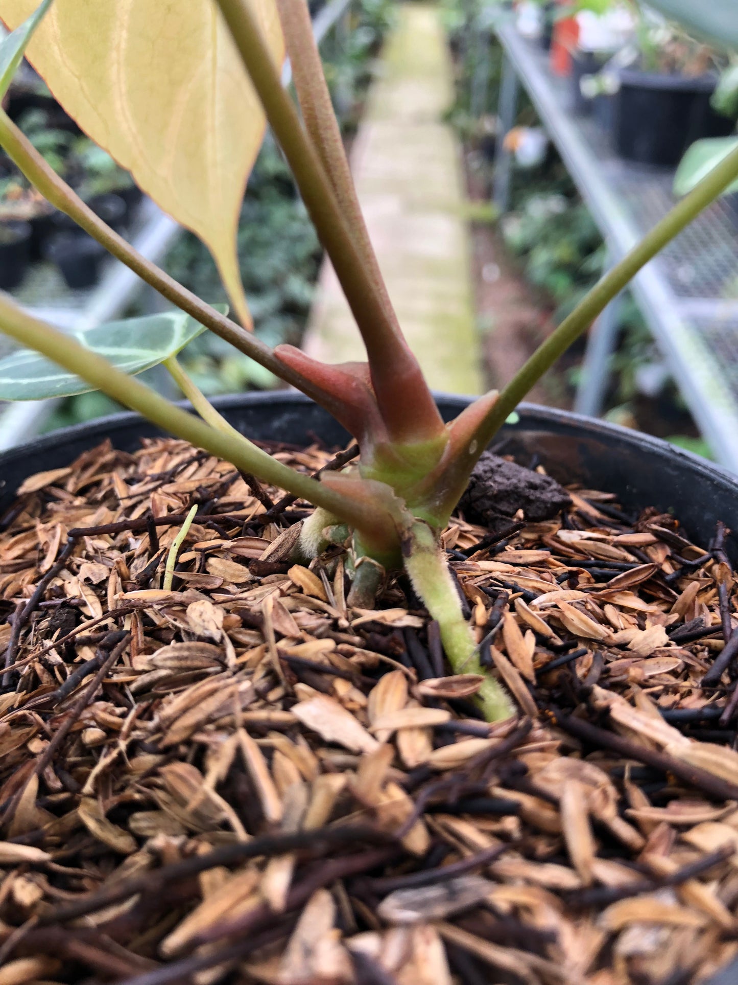Anthurium Papillilaminum x Red Spider