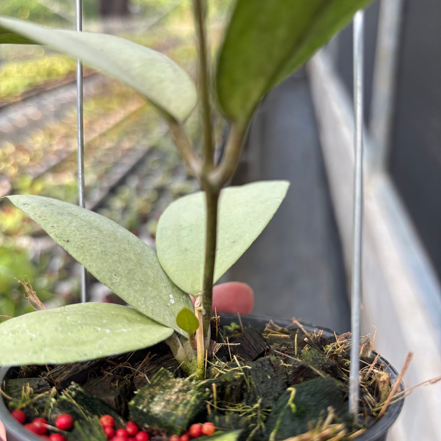 Hoya SP Trenggalek Silver (Menak Sopal)